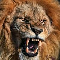 lion_dor16