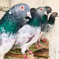 original sound - safeer_009