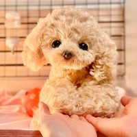 オリジナル楽曲 - Popomiのぬいぐるみ作り