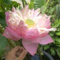 pencerahan_919