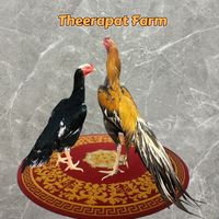 teeraphat__101
