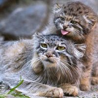 fant_767