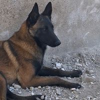 premium_malinois_