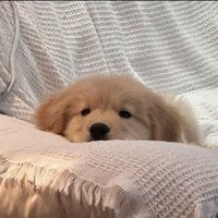 เสียงต้นฉบับ - Memories_ ღ