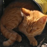 好きなだけ撫でるがよいぞ