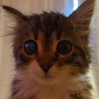 kittymaaya