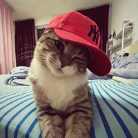 nhạc nền - nimm fi fai