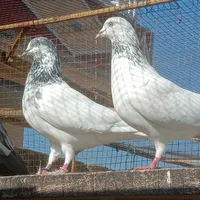 original sound - 786kabotarbazi