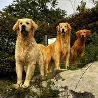 original sound - somosgoldenretriever