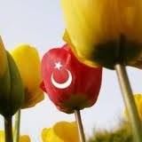 orijinal ses