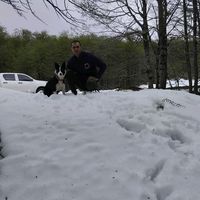 workingbordercolliess