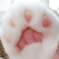 nekosama970