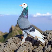 bc_birdfarm9