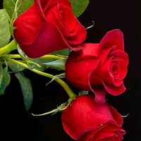 moe.thu.zar917