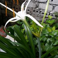 nhạc nền - phạm lào