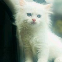 asma_asssssssssu