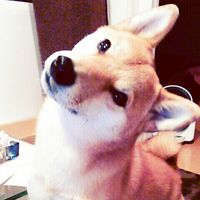 koyu_chacha