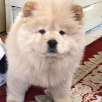 hachi.301031
