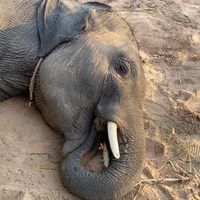 elephantthailand