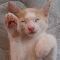 cattakusan12