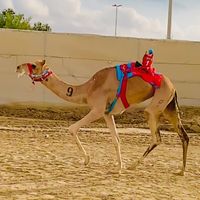 camelswork