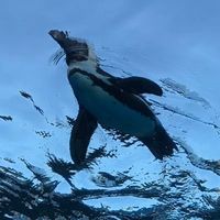 pengin_vv_sp