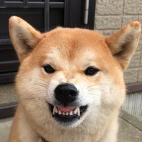 kinako_shiba