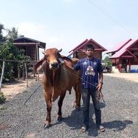jakkitklomya