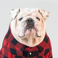 wontonthebulldog