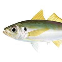 aji_isobe_isobe