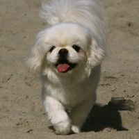doggomyfriend