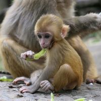 monkeyspi