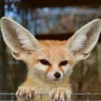 オリジナル楽曲 - Fennec | 洋楽をもっと好きになる