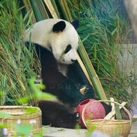 nhạc nền - gấu trúc