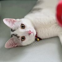 original sound - FurBabyFinds