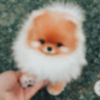 themisschar