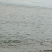 original sound - Delfin