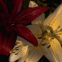 الصوت الأصلي