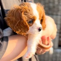 オリジナル楽曲 - 実家の犬が可愛すぎる