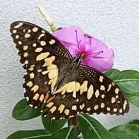 loveplusnature