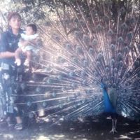 analida_artis