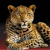 tanzania_travis_safari