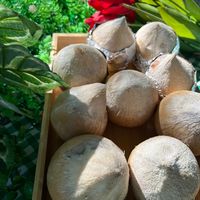 coconut_khaoyai