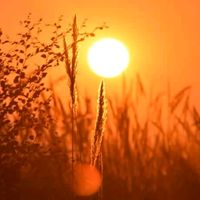 choudhury_sb.295