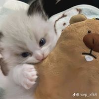 เสียงต้นฉบับ - อานนท์ จูนเนอร์