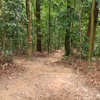 原声 - 🇲🇾  Kemenyan King 灵异达人👻