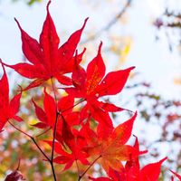 suara asli - 🍁AriN🍁