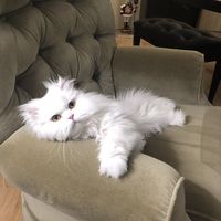 rosie0368