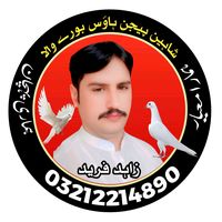 shaheenpigeonburewala