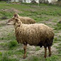 original sound - bizimfermer1